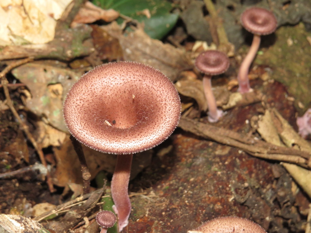Panus strigellus · October 2014 · photo: © diogoluiz (iNaturalist, cc-by)