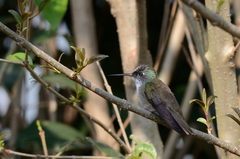 Saucerottia cyanocephala