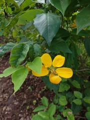 Senna georgica