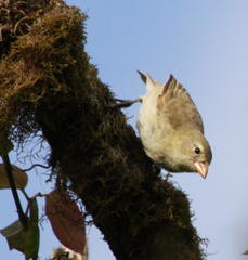 Camarhynchus pallidus
