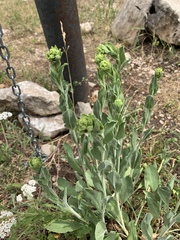 Heterotheca cryptocephala