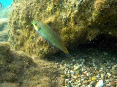 Symphodus ocellatus