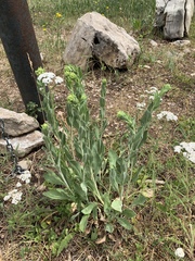 Heterotheca cryptocephala