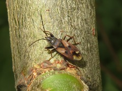 Eremocoris fenestratus