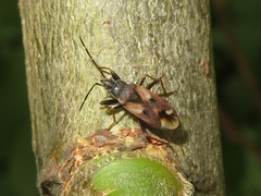 Eremocoris fenestratus