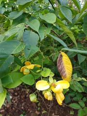 Senna georgica