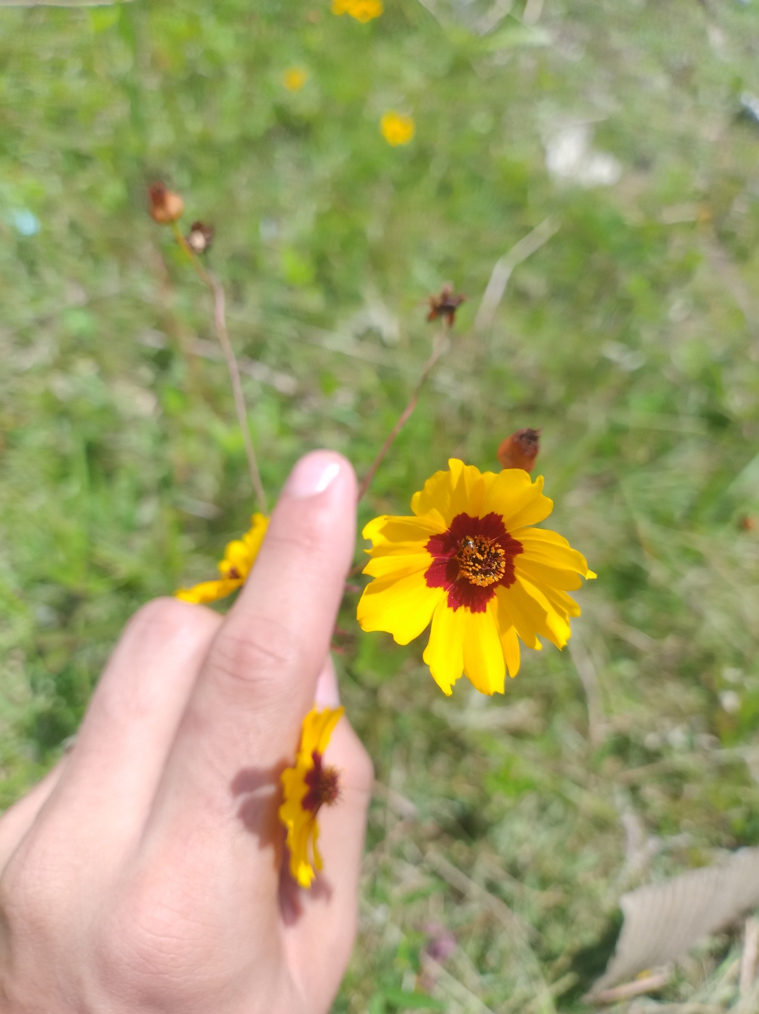 Coreopsis tinctoria
