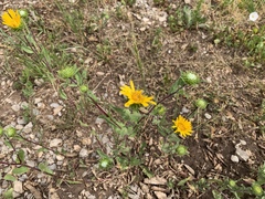 Grindelia scabra