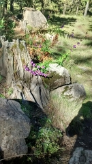 Penstemon gentianoides