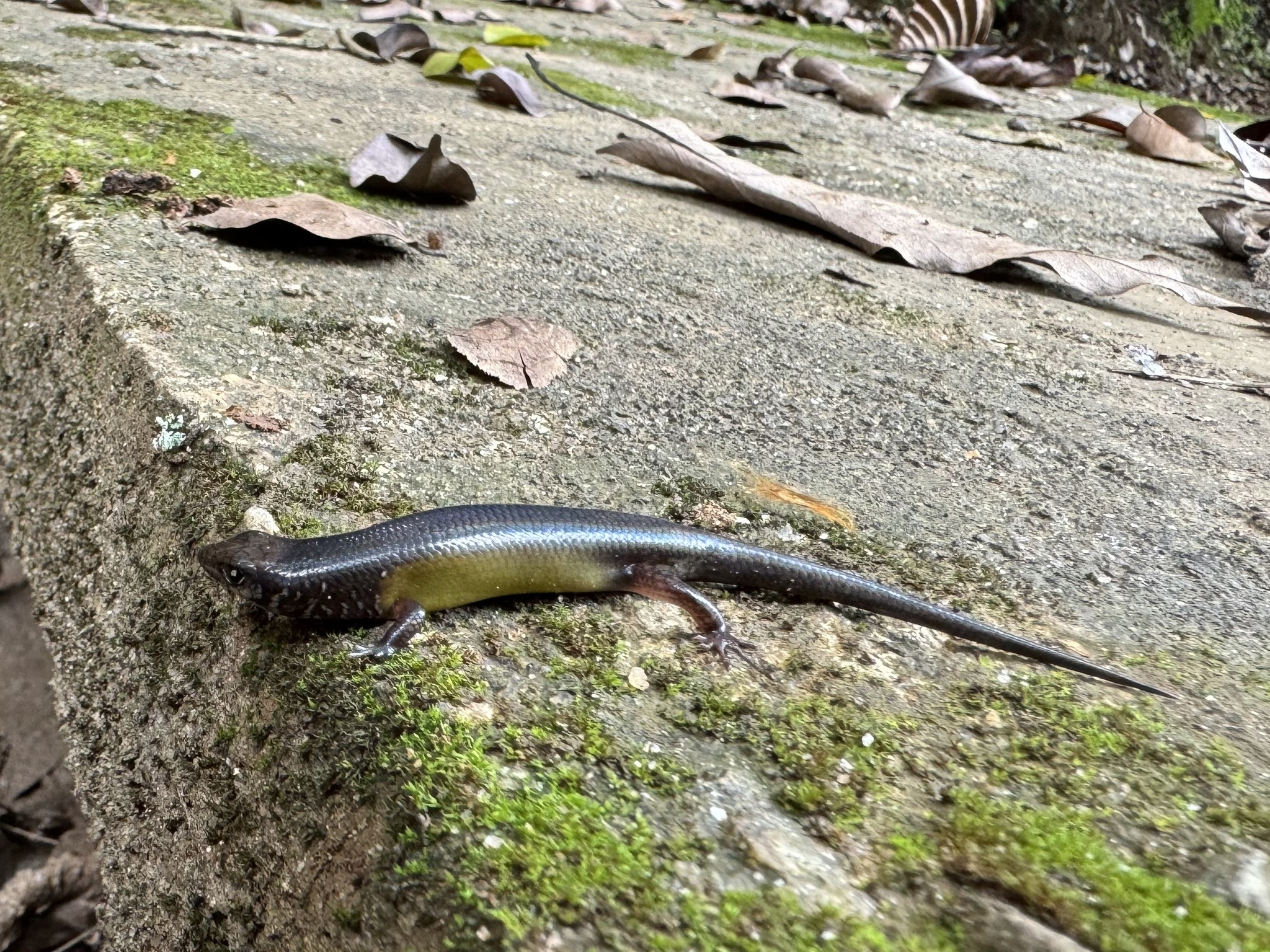 Catenated Lanka Skink photo 2