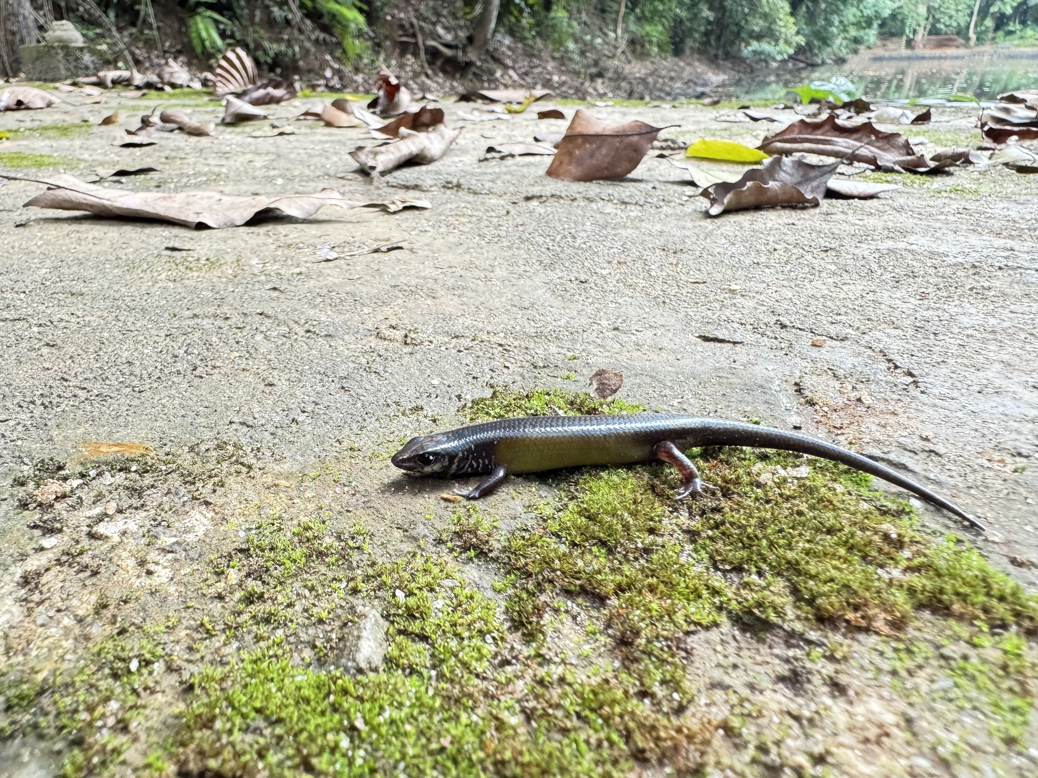 Catenated Lanka Skink photo 3