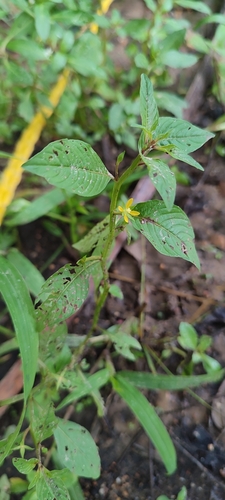 Image of Linear Leaf Water Primrose by no rights reserved