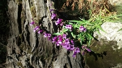Penstemon gentianoides
