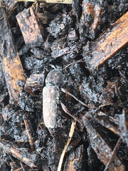 Xylotrechus mormonus