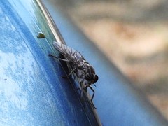 Hybomitra microcephala