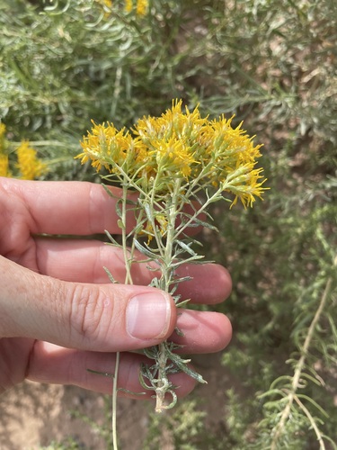 Isocoma pluriflora, photograph 6