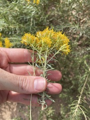 Isocoma pluriflora, photograph (c) Martin Purdy, some rights reserved (CC BY)