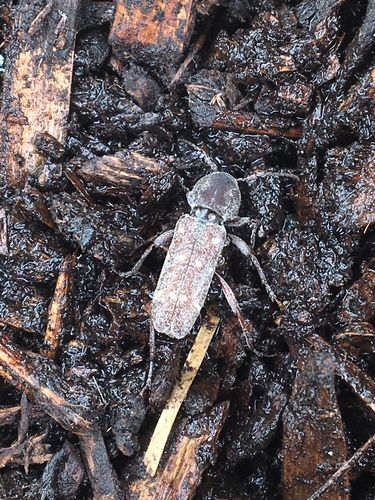 Xylotrechus mormonus