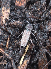 Xylotrechus mormonus