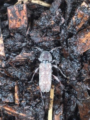 Xylotrechus mormonus