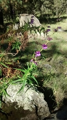 Penstemon gentianoides