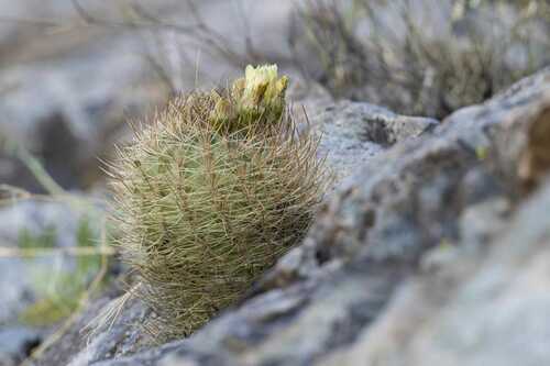 Eriosyce limariensis
