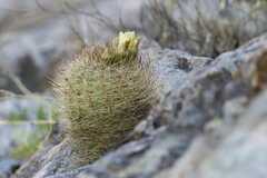 Eriosyce limariensis