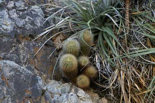 Eriosyce senilis