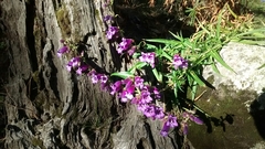 Penstemon gentianoides