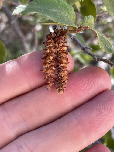 Image of Canyon ironwood by (c) Martin Purdy, some rights reserved (CC BY)