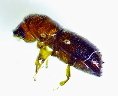 Xyleborus bispinatus