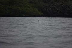 Hydrobatidae