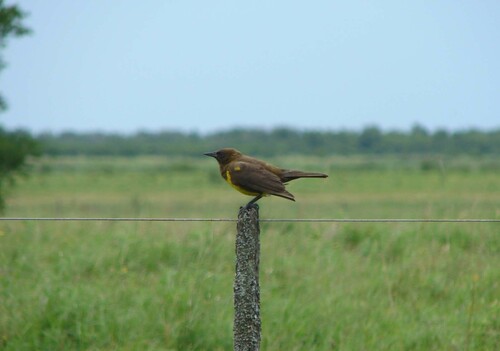 Brown-and-yellow Marshbird (Pseudoleistes virescens), photo 9