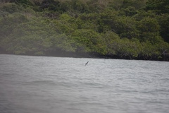 Hydrobatidae