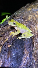 Pine Forest Stream Frog photo 5
