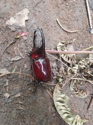 Centaurus Beetle