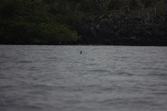 Hydrobatidae