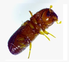 Xyleborus bispinatus