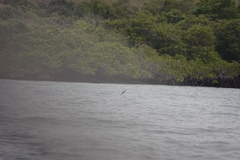 Hydrobatidae