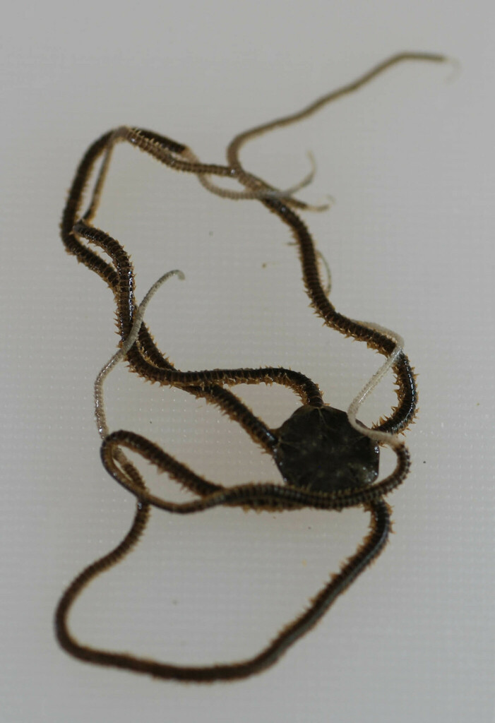 Microphiopholis