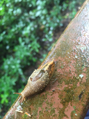 Megaustenia imperator