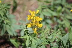 Thermopsis divaricarpa