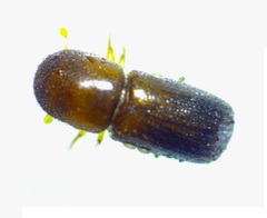 Xyleborus bispinatus