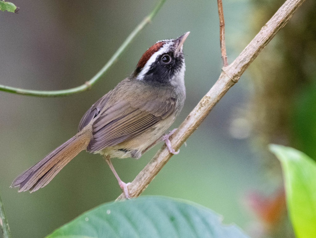 Black-cheeked Warbler photo