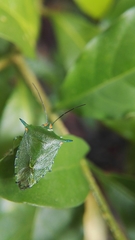 Sabaeus humeralis