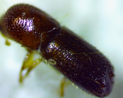 Xyleborus bispinatus