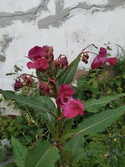 Impatiens glandulifera