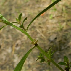 Ludwigia repens