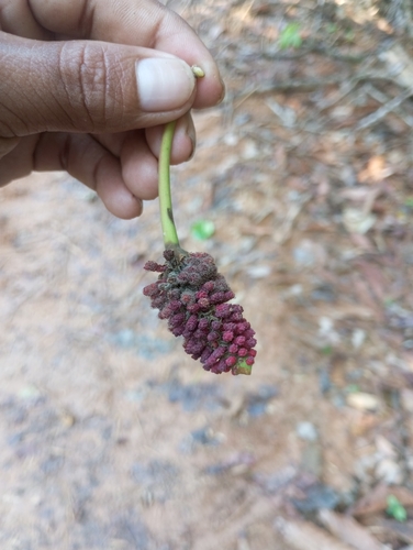 Image of Hura crepitans by (c) Robin Cañari Marzano, some rights reserved (CC BY)