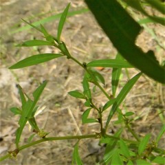 Ludwigia repens